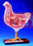 	CHICKEN DISSECTION MODEL